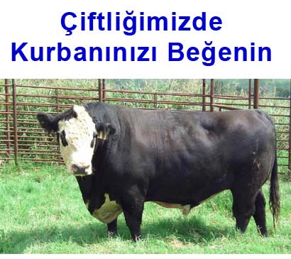 eskişehir kurbanlık